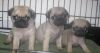 Beautiful Pug Puppies For Sale