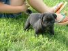 1 Black & Fawn Pug Puppes
