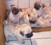 3 Beautiful Pure-bred Pug Puppy For Sale