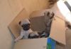 Good quality pug puppies for sale.