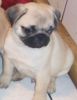 Home trained pug puppies for sale