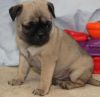 home nice looking pug puppies for sale