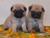 AKC pug puppies awaiting a new home