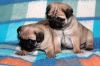 Pug puppies avialable