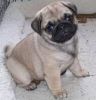 amicable Pug puppies for sale