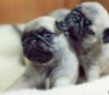 Amazing Fawn and Black Pug puppies Available