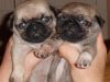 AKC Healthy Pug Puppies Available