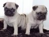 pug puppies available for you