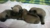 Cute Pugs are available