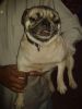 pug 21 month old for sale