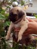 Pug male puppies for sale