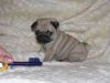 Potty trained pug puppies for free