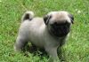 Awesome Fawn Pug Puppies Available Now.