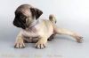 Our Male Pug Puppy!