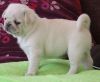 Male and femle albino pug puppiesfor you