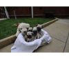4 Pug puppies for sale