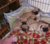 cute, lovable, adorable, pug puppies
