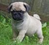 male and female pug puppies p