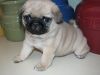 Super playfull male and female pug puppies