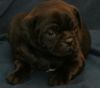 cute pug for rehoming