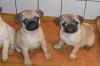 Fawn Pug puppies for sale