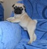 male and female Pug puppies