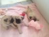 Healthy fawn pug puppies ready