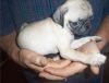 Adorable male and female pug pupies ready for adop