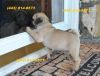 hdgdt pug puppies for adoption