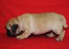 Registered male and female pug puppies
