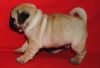 Sweet & affectionate pug puppies