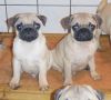 Beautiful Pure Bred Pug Puppies For Sale
