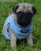 Top Quality pug puppies available Puppies