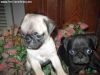 Purebred Pug Puppy puppies available.