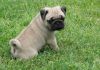Male and Female Pug Puppies
