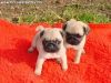 Healthy little pug puppies available .