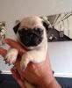 Full Pure Bred Pug puppies