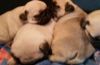 Beautiful Pug Puppies For Sale Ready