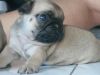 Nice pug puppy for rehoming
