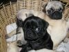 male and female pug puppies