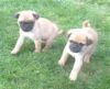 Selected Pug puppies for rehoming