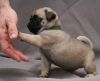 males and females pug puppies