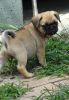 Good Looking Pug Puppies Seeking For The Best Home