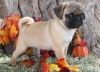 Registered pug puppies ready to go