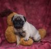 Super Playful Female Pug Puppy For Sale