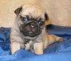 male and female pug puppies ready