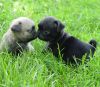 cute pug puppies for re homing