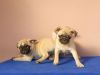 Pug Puppies Ready For Sale At $350