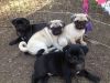 Cute Pug Puppies , You Can Contact Us For More