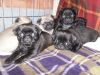 pug Puppies Akc and ck